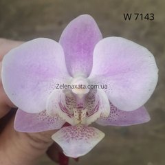 Орхідея Інгрід #4 Phalaenopsis Ingrid #4 W 7143 Розмір 1.7