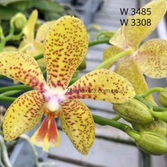 Орхідея Рінх (Джулія) Phalaenopsis Julia W 3485 / 3308 розмір 1.7