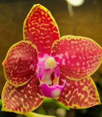 Орхидея Phalaenopsis 100028 размер 1.7, 1.7