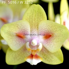 Орхидея бабочка Грин бэтмен Phalaenopsis Green Batman PF-5016  (ФЛАСКА 1 шт )