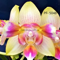 Орхидея бабочка Хрустальная девочка Phalaenopsis Crystal girl  PF-5048/1 размер 1.7 не цветущая