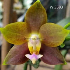 Орхідея Карамель Phalaenopsis Caramel W 3583 Розмір 1.7