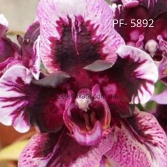Орхидея Фуллерс Phalaenopsis Dtps Fuller's  PF-5892 размер 1.7