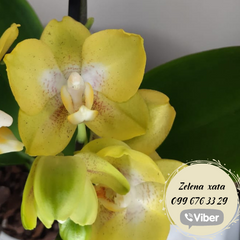 Орхидея Phal. 1 ветка 12 горшок 45 см