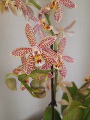 Орхидея Phal.Multiflora Bronze Maiden 12 горшок 45 см