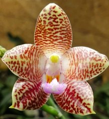 Орхидея Phalaenopsis NO NAME 3689 размер 1.7, 1.7