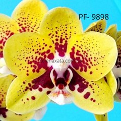 Орхидея Желтое облачко Phalaenopsis Yellow cloud PF-9898 размер 1.7