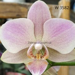 Орхідея Ранкова зоря Phalaenopsis Morning dawn W 3582 Розмір 1.7