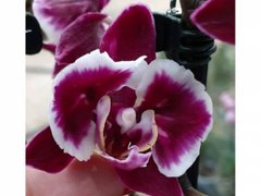 Орхидея W 3997 Phal. горшок 1.7 молодое растение, 1.7