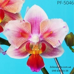 Орхідея Фаленопсис Phal.Jc Red Peacock розмір 1.7