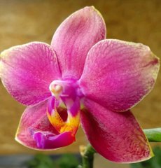 Орхидея Phalaenopsis NO NAME W 3622 размер 1.7, 1.7
