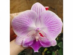 Орхидея не цветущая W 5258 Phal. горшок 1.7, 1.7