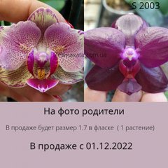 Орхідея Ласкаві обійми Phalaenopsis Affectionate hugs S 2003 розмір 1.7