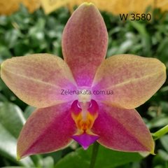 Орхидея Эмма Phalaenopsis Emma W 3580 размер 1.7