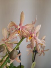 Орхидея Phal.Multiflora Bronze Maiden 12 горшок 45 см