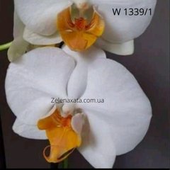 Орхидея Дарвин  Phalaenopsis Darwin W 1339/1 размер 1.7