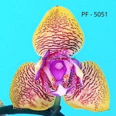 Орхидея бабочка Рисунок природы Phalaenopsis Drawing of nature PF-5051 размер 1.7 не цветущая