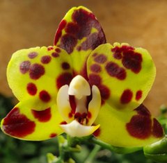 Орхидея Phalaenopsis NO NAME 1221 размер 1.7, 1.7