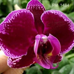 Орхидея Бархатная королева Phalaenopsis Velvet queen FM 1484 размер 1.7