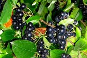 Чем полезна черноплодная рябина (арония)?