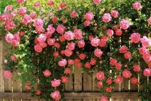 Какие садовые розы подойдут для вашего сада?