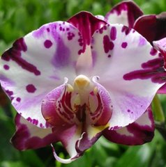 Орхидея Phalaenopsis NO NAME 3623 размер 1.7, 1.7