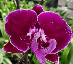 Орхидея не цветущая W 5220 Phal. горшок 1.7, 1.7