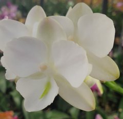 Орхидея не цветущая W 5076 Phal. горшок 1.7, 1.7