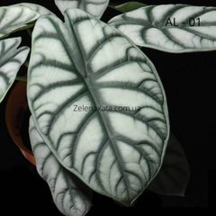 Алоказія Срібний дракон Alocasia baginda 'Silver Dragon AL-01 рослини в пляшці