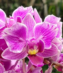 Орхидея не цветущая W 5273 Phal. горшок 1.7, 1.7