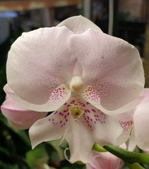 Орхидея Lee1220 Phal. Yushan Mongo × Phal. Kiss Diamond размер 2.5 код 12.115.19.00, 1.7