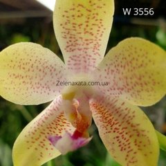 Орхидея Солнышко лучистое Phalaenopsis The sun is radiant W 3556 размер 1.7