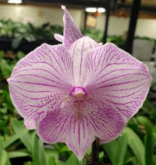 Орхидея не цветущая W 5216 размер 1.7, 1.7