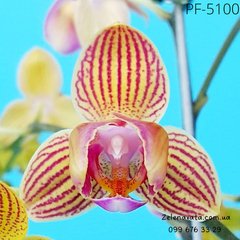 Орхидея  Сияющая Кассандра размер 1.7
