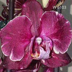 Орхидея Альба Phalaenopsis Alba W 6103 размер 1.7