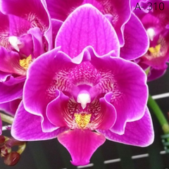 Орхидея  Фаленопсис Чинг Энн Даймонд размер 1.7