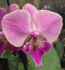 Орхидея не цветущая W 2771/1 размер 1.7, 1.7
