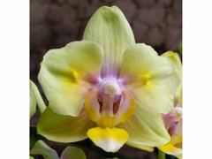 Орхидея не цветущая W 5271 Phal. горшок 1.7, 1.7