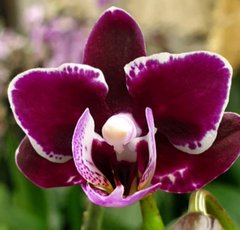 Орхидея Phalaenopsis NO NAME W 3604 размер 1.7, 1.7