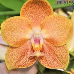 Орхидея  Фаленопсис Петроннилла размер 1.7