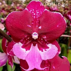 Орхидея биг лип Хот Кисс Phalaenopsis Hot Kiss W 1421/1 LD256 размер 1.7