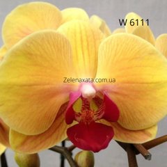 Орхидея Голдион Phalaenopsis Goldion W 6111 размер 1.7