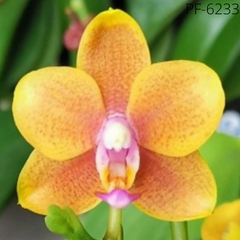Орхидея  Фаленопсис  Drops of the sun размер 1.7