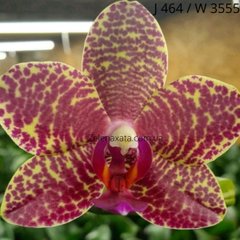 Орхідея Phalaenopsis Miro Buddha Phal. Salu Peoker J464 W 3555 розмір 1.7