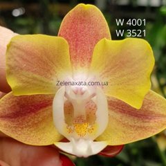 Орхідея Літній смузі Phalaenopsis Summer smoothie W 4001,3521 горщик 1.7