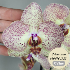 Орхідея Phal. 1 гілка 12 горщик 55 см