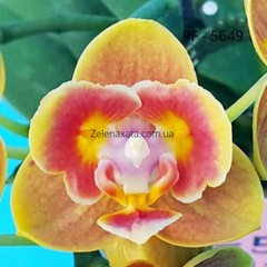 Орхідея метелик Пікантний апельсин Phalaenopsis Shing Fang Savory OrangePF-5649 розмір 1.7