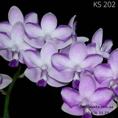 Орхидея Фаленопсис Шуберт Phal. Kenneth Schubert  размер 1.7