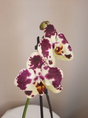 Орхидея Phal. 2 ветки 12 горшок 45 см