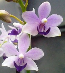 Орхидея Орхидея Высота растения 30/35  см размер цветочка  4/4,5 см легкий аромат.Азия.мох!!!